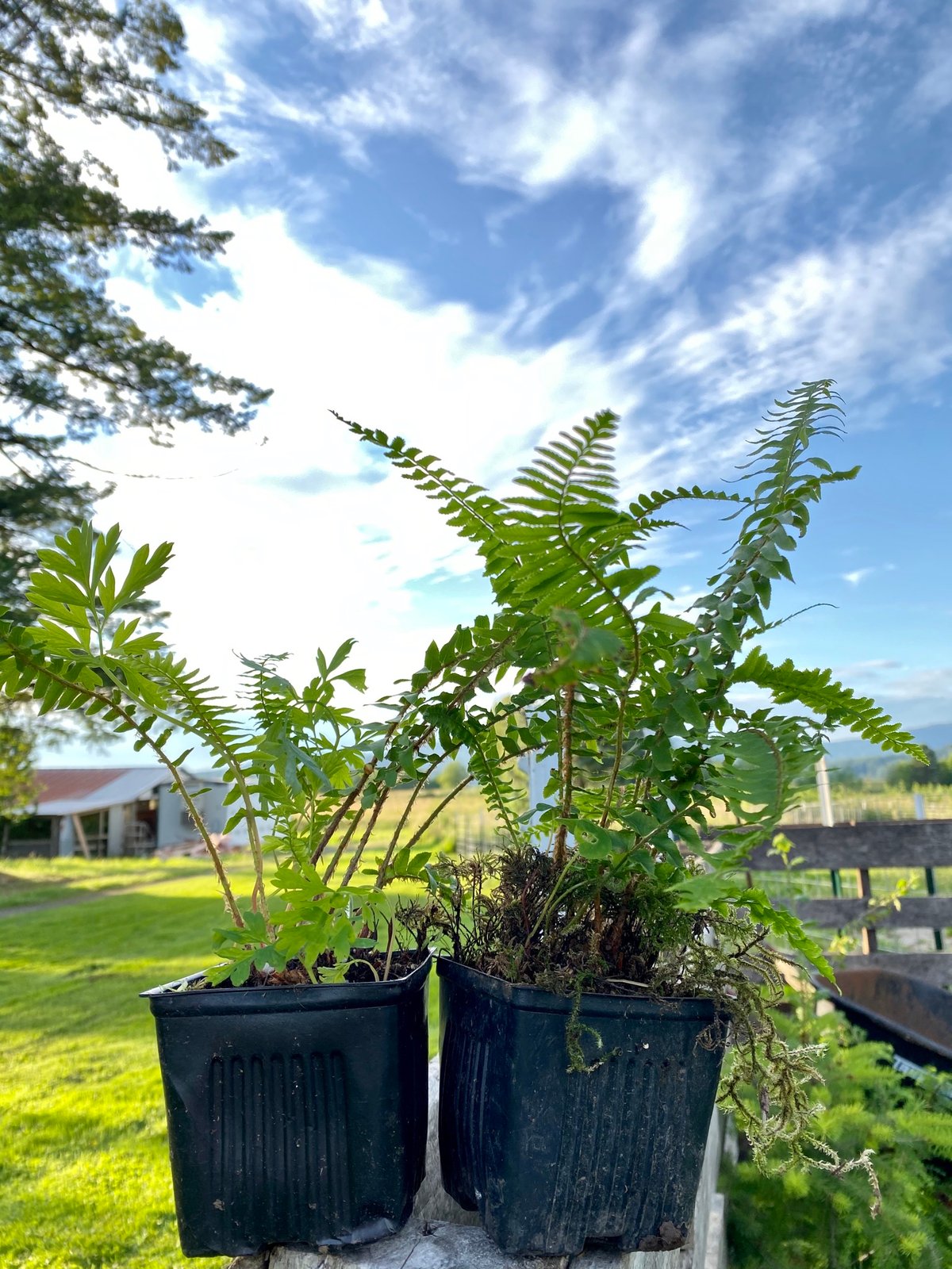 Sword Fern : Polystichum munitum