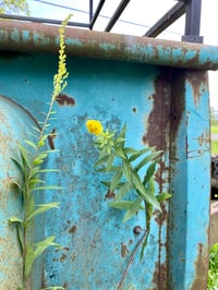 Image 1 of Goldenrod : Solidago sp.