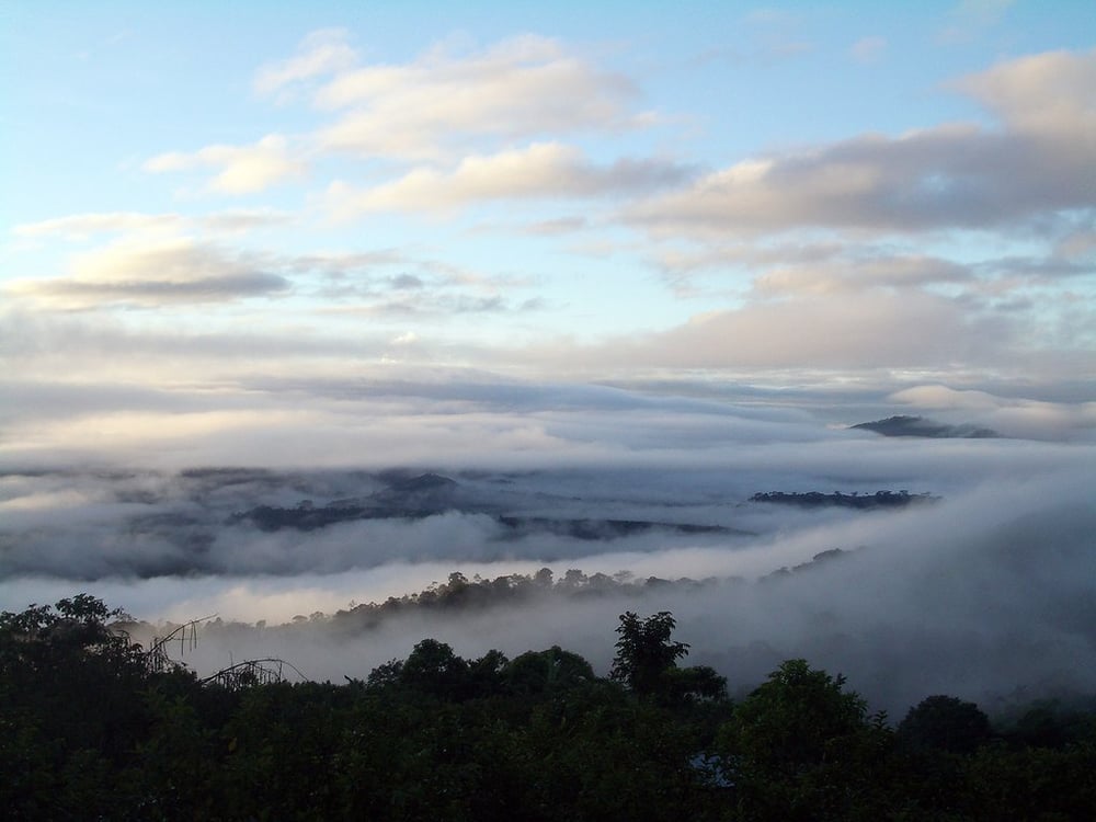 Image of - NICARAGUA - PRODECOOP [Certified Organic, Fair Trade]