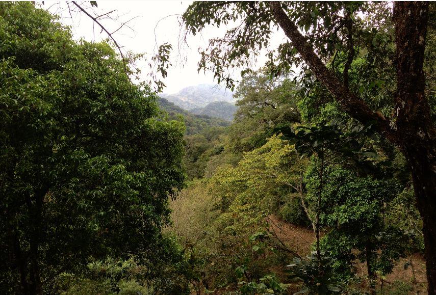 Image of - MEXICO - CHIAPAS SIERRA AZUL [Certified Organic, Fair Trade]