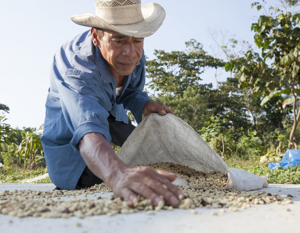 Image of - GUATEMALA - SANTA ANITA [Sustainable Grown, Directly Traded]