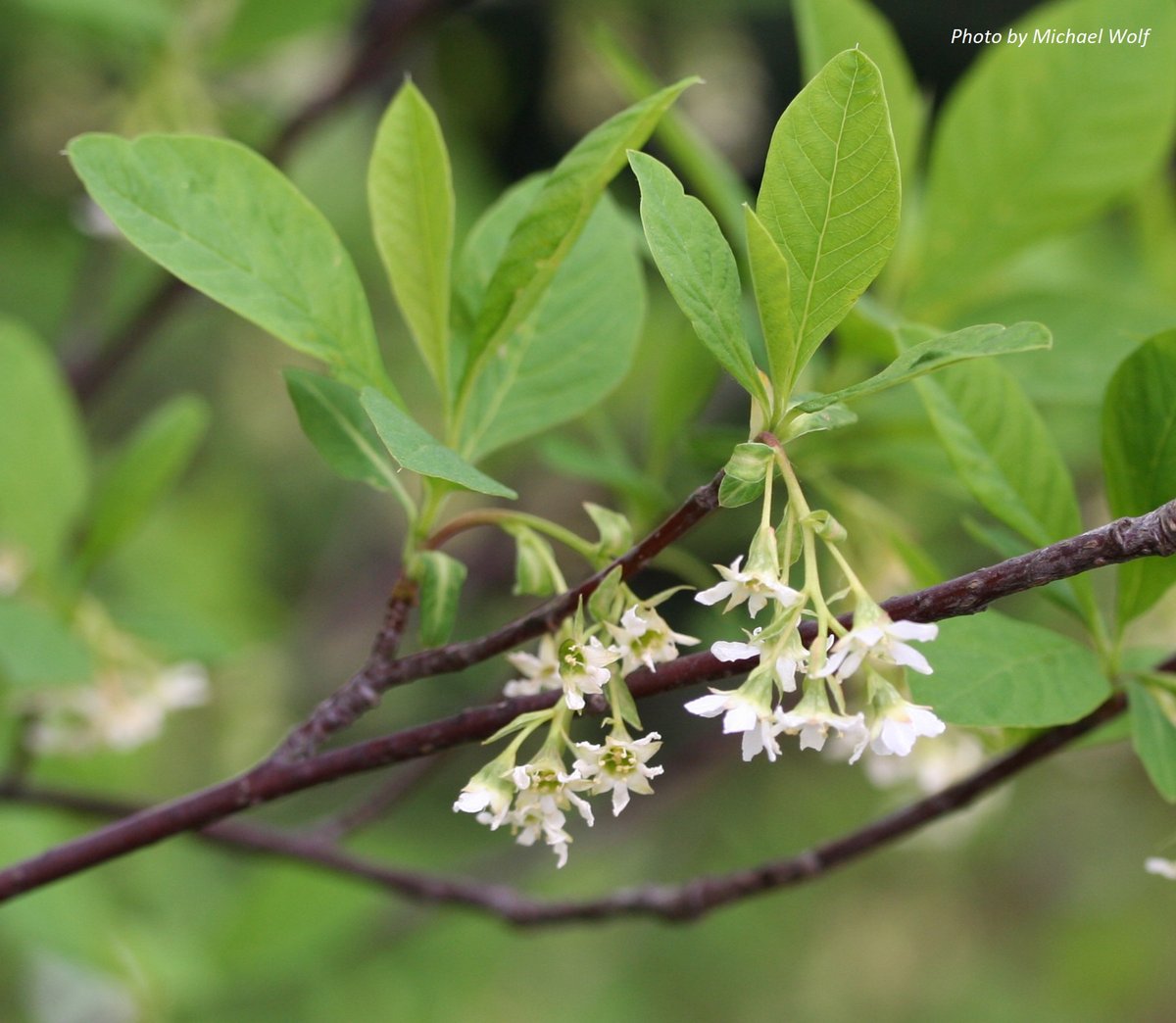 Osoberry Indian Plum : Oemleria cerasiformis