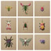 Image of Natura Insects Series 8 -Puebla,  Mexico-