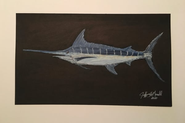 Image of Striped Marlin Drawing