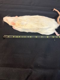 Image 1 of ExBreeder Rats