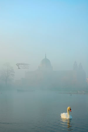 Cathedral Swan