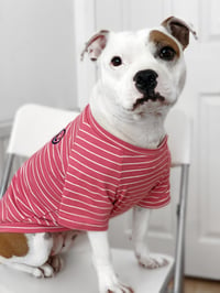 Dog Smiley Stripey Shirts 