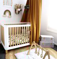 Image 3 of Golden Wattle Rainbow Mini + Standard 