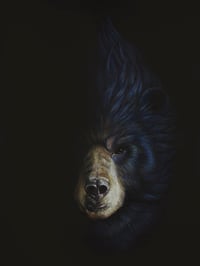 Crested Black Bear