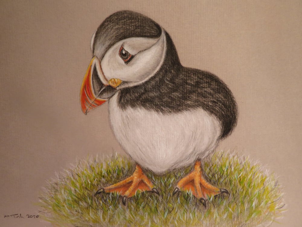 Image of Lindisfarne Puffin