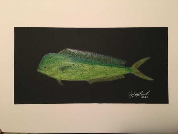 Image of Mahi-Mahi Drawing