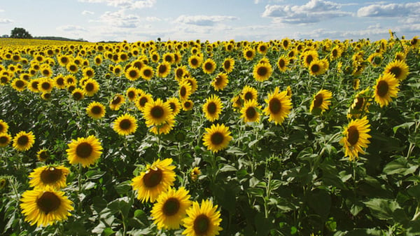 Image of Sunflower Sessions 