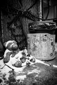Abandoned Bears