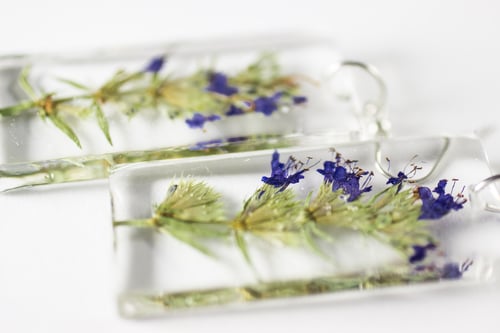 Image of Hyssop (Hyssopus officinalis) - Pressed Earrings #1