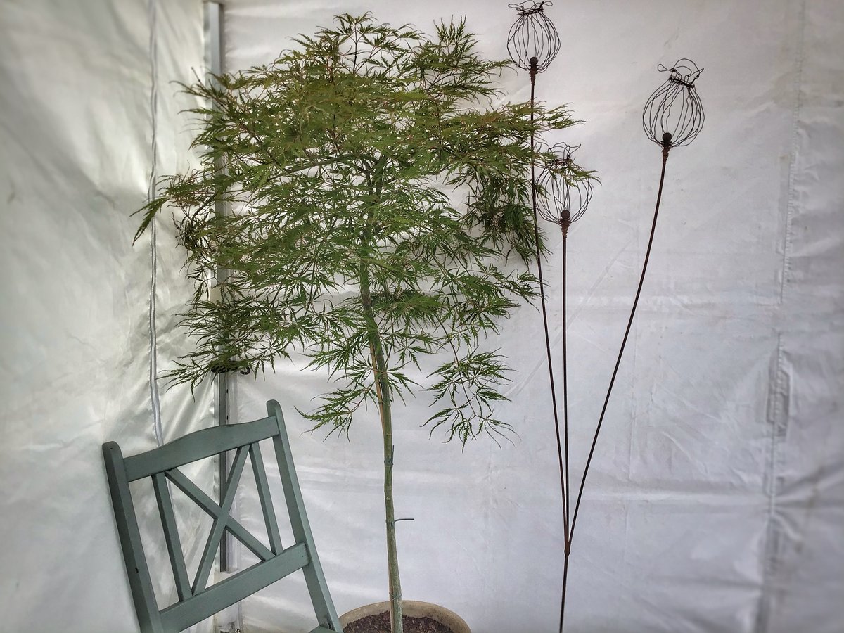 Tall triple poppy seed plant stake