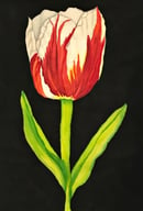 Image 2 of Pats' Tulip