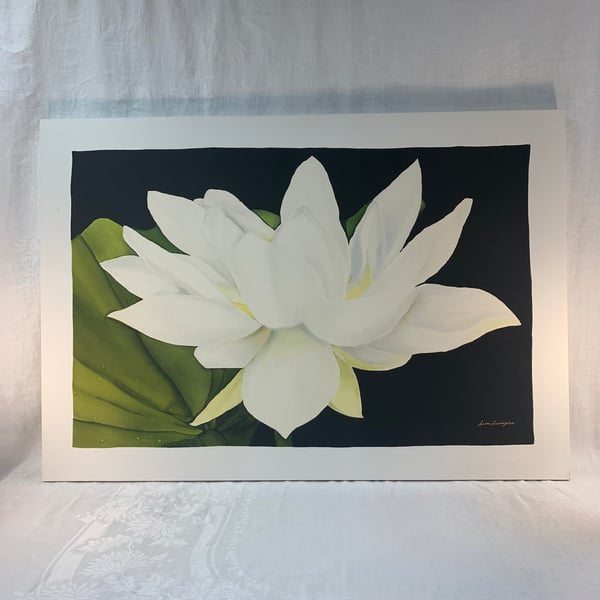 Image of Water Lily