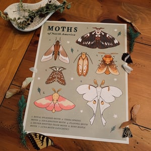 Moths of North America Print