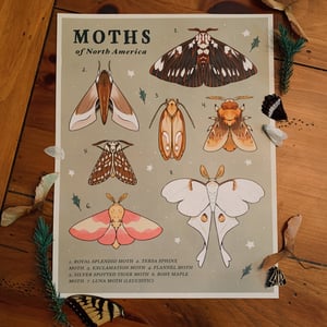Moths of North America Print