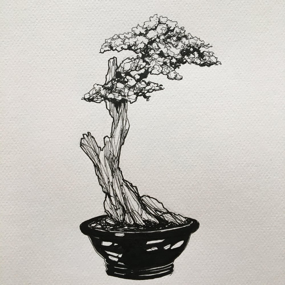 Bunjin Cloud Juniper bonsai