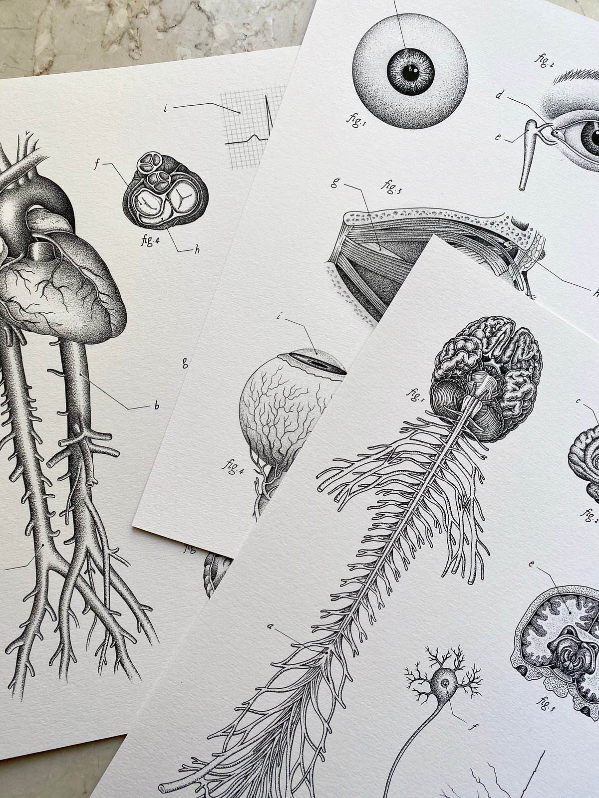 (A3/A4 SIZE) ALL THREE ANATOMICAL PLATES