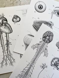 Image 1 of (A3/A4 SIZE) ALL THREE ANATOMICAL PLATES