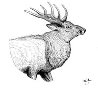 Sitka Deer