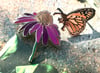 Pollinator Series v3: “Symbiosis”