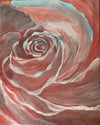 Pink Rose 