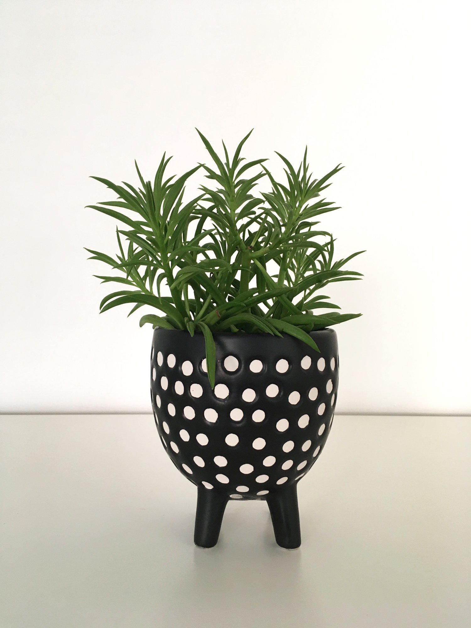 Image of Sass & Belle - Spotted Planter on Legs