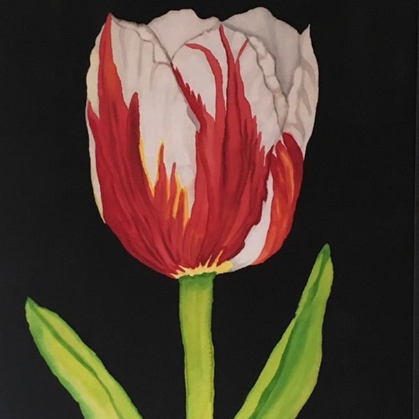Image of Pats' Tulip