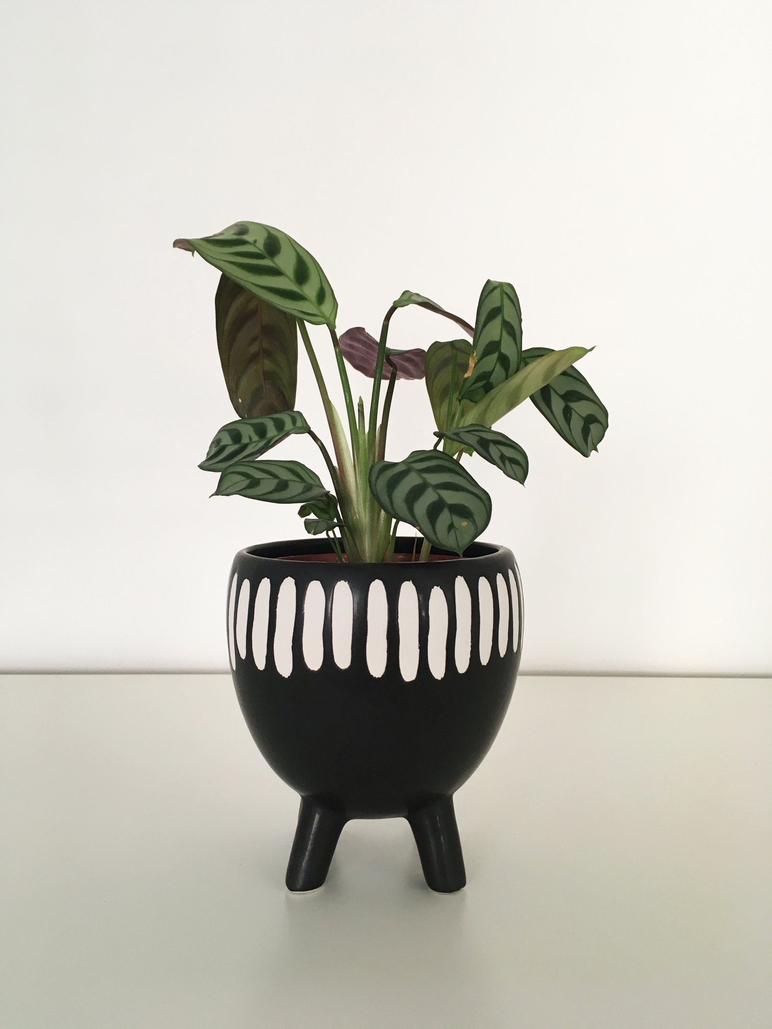 Image of Sass & Belle - Grooved Planter on Legs