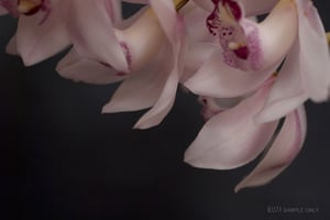 Image of le ballet gracieux