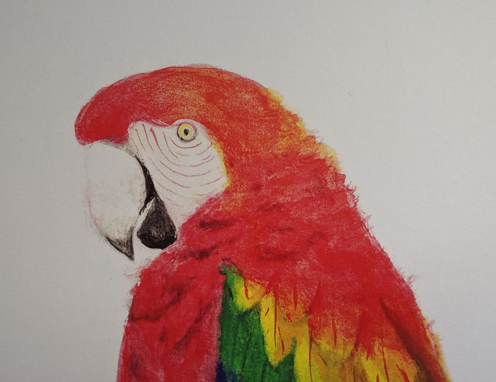 Image of Gay Pride Macaw 5x7 Art Print