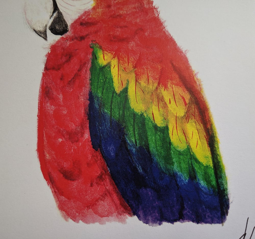 Image of Gay Pride Macaw 5x7 Art Print