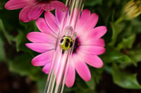 Image 1 of Bee Glass Drinking Straws 