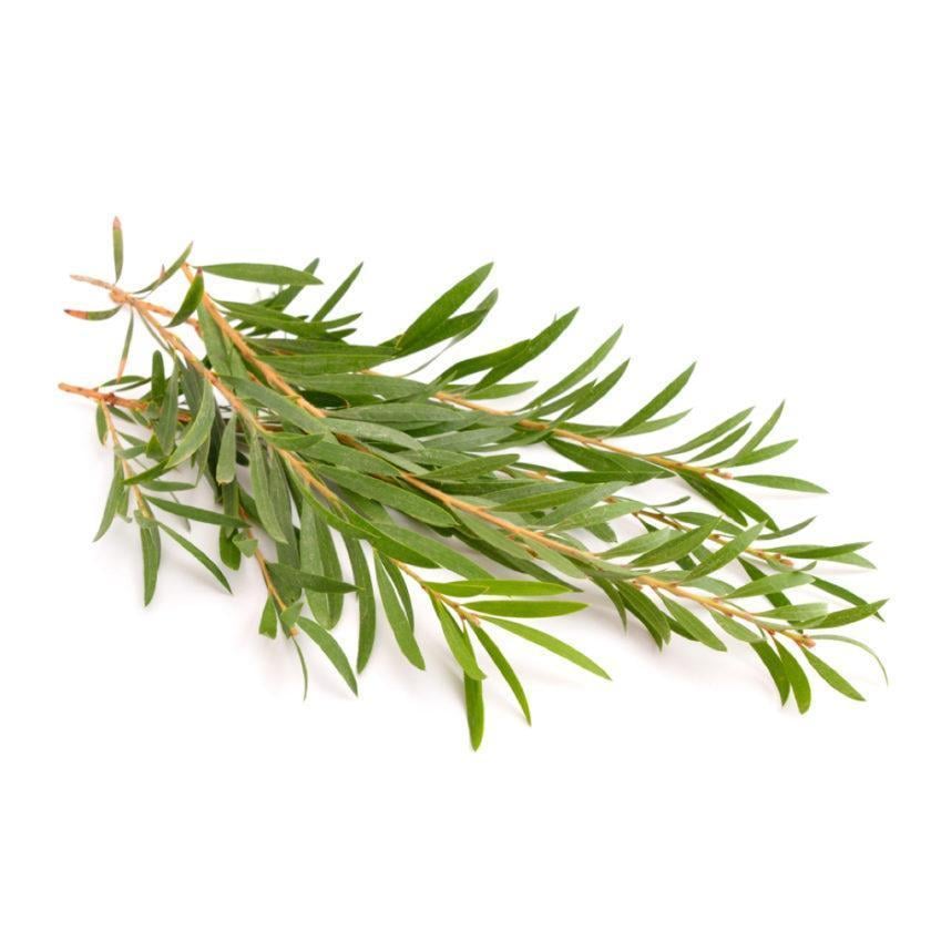 Image of Tea Tree Tache
