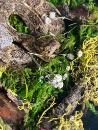 Image 2 of Mummified Juvenile Rattlesnake
