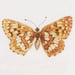 Image of Duke of Burgundy Underwing