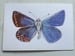 Image of Common Blue 2