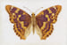 Image of Lesser Purple Emperor 