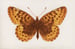 Image of Frigga Fritillary 