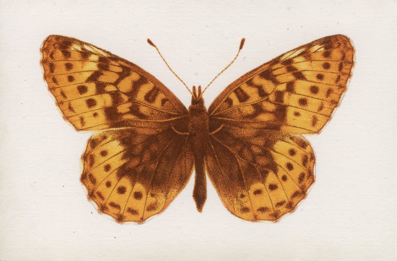 Image of Frigga Fritillary 