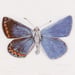 Image of Common Blue 2