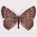 Image of Dorcas Copper 2