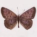 Image of Dorcas Copper 