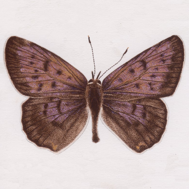 Image of Dorcas Copper 