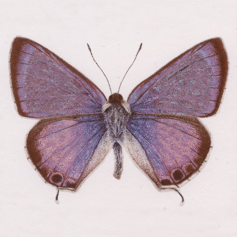 Image of Long Tailed Blue 