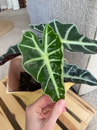 Image 1 of African Mask Plant in Yellow Speckled Vase