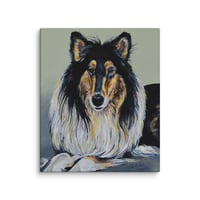 Image 3 of Rough Collie
